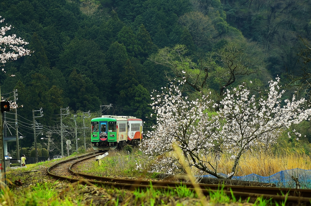 岐阜　樽見鉄道