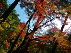 六甲山　紅葉はまだ先でした
