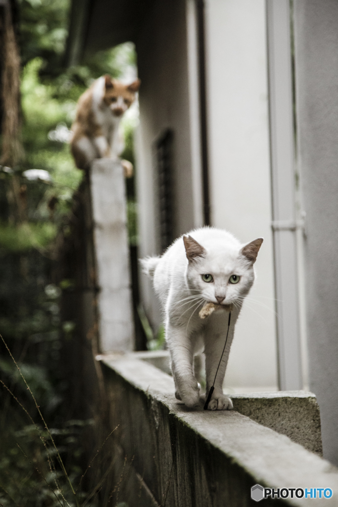 猫じゃらし奪取