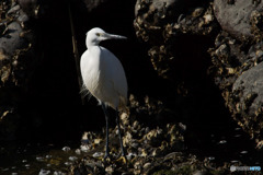 海の近くで鳥撮影
