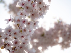 五稜郭の桜