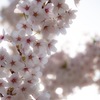 五稜郭の桜