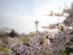 五稜郭の桜