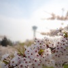 五稜郭の桜