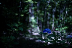 風景写真