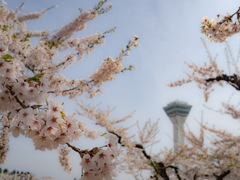 五稜郭の桜