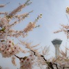 五稜郭の桜