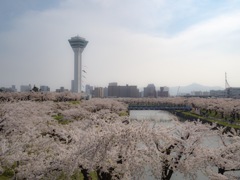 五稜郭の桜