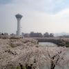 五稜郭の桜