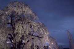 法亀寺のしだれ桜