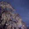 法亀寺のしだれ桜