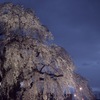 法亀寺のしだれ桜