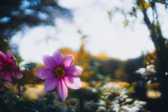 蜂
