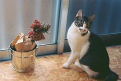 猫と花