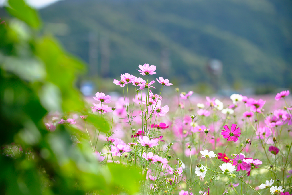 夢コスモス園