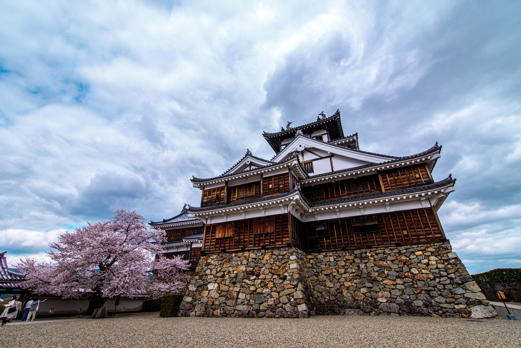桜　福知山城