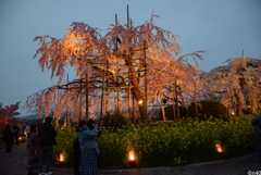 枝垂れ桜ライトアップ