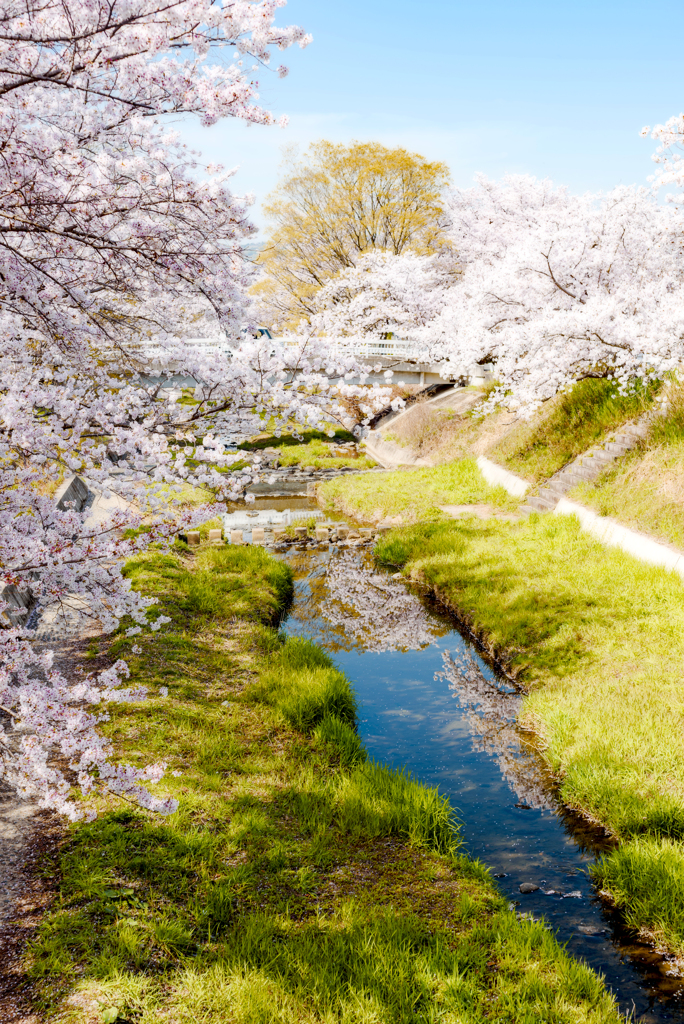 小川と桜