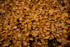 Fall. fallen leaves