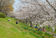 ソメイヨシノの下の家族風景