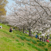 ソメイヨシノの下の家族風景