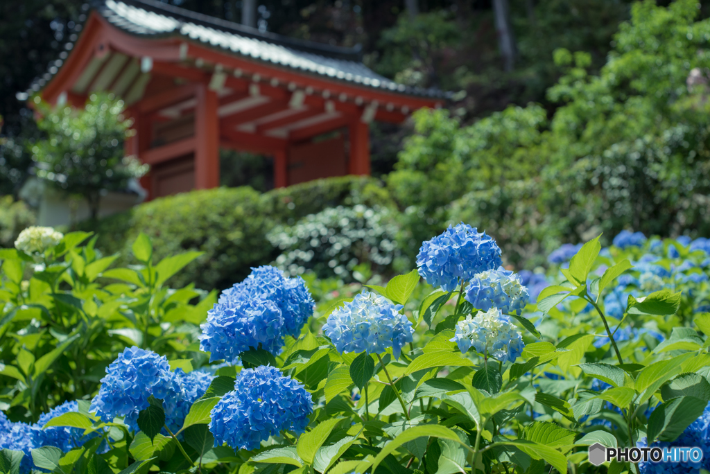 三室戸寺