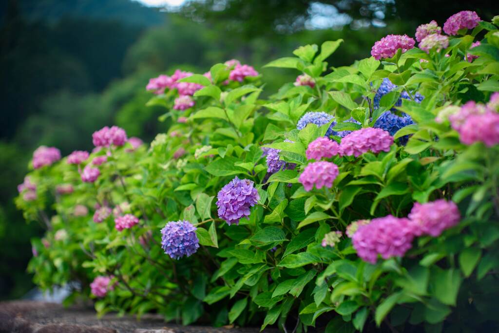 紫陽花