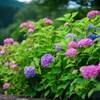 紫陽花