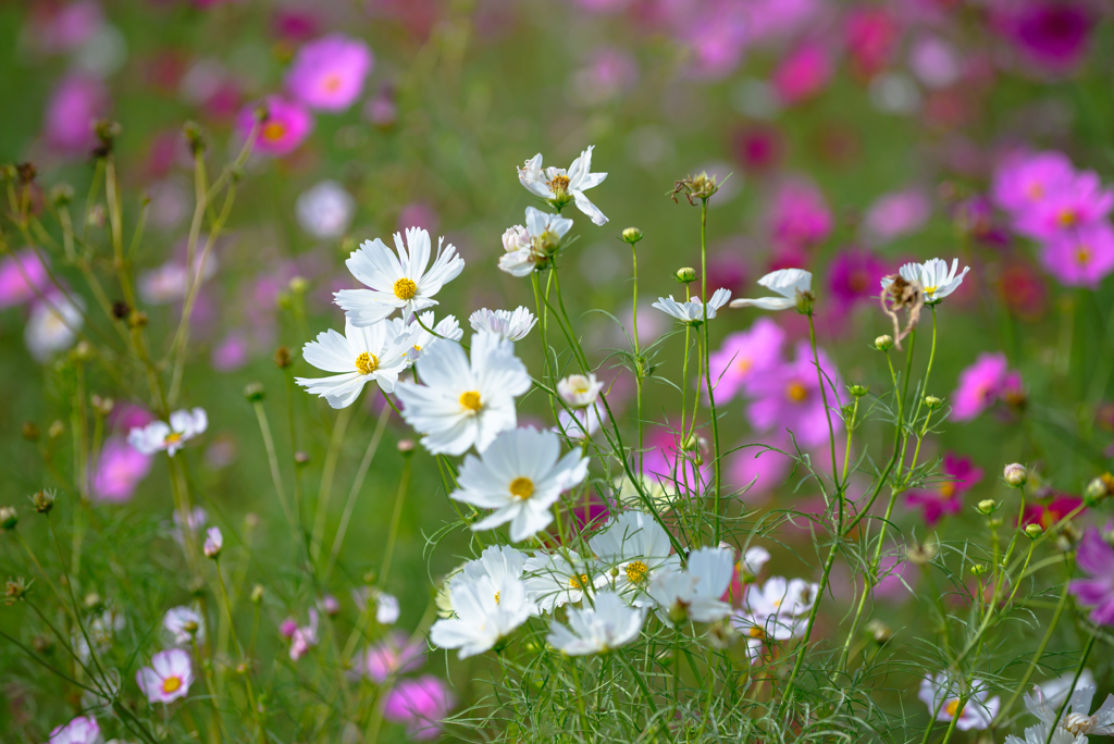 亀岡夢コスモス園