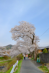 大きな桜の下で