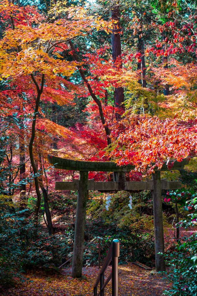 鳥居の先は