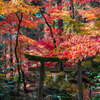 鳥居の先は