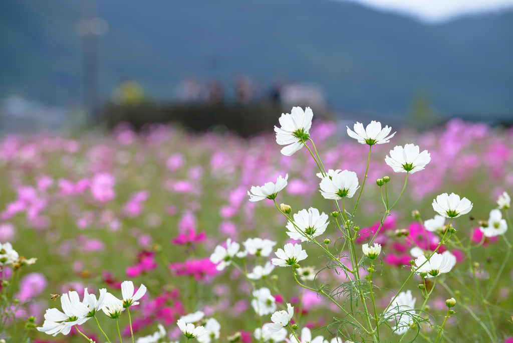 亀岡夢コスモス園