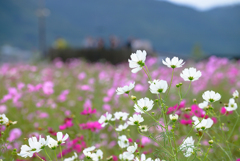 亀岡夢コスモス園