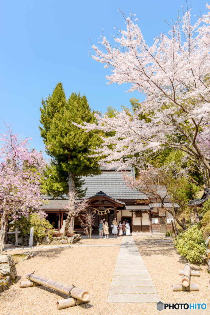 春の正寿院