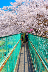 桜の細道