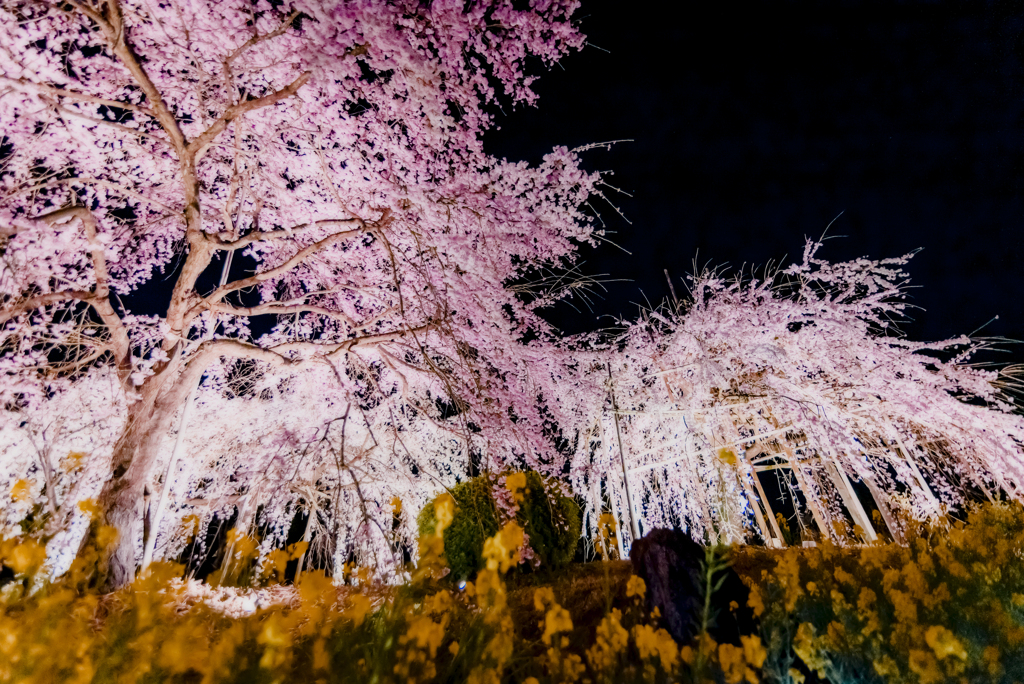 宇治市植物公園枝垂桜