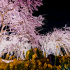 宇治市植物公園枝垂桜