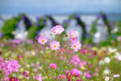 夢コスモス園