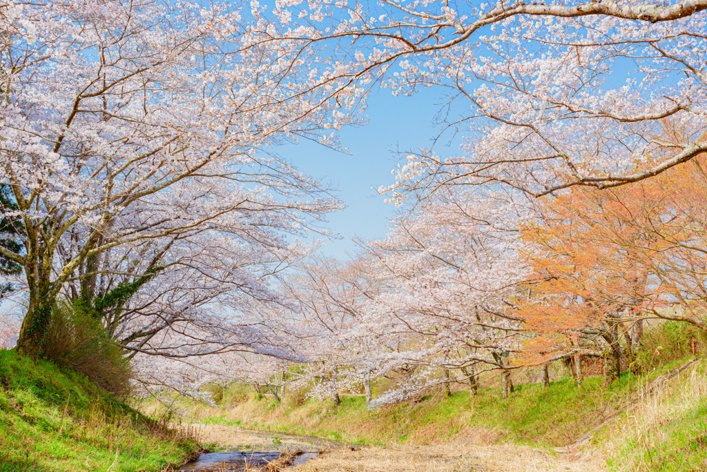 桜並木