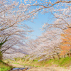 桜並木