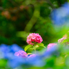 僕が撮る紫陽花
