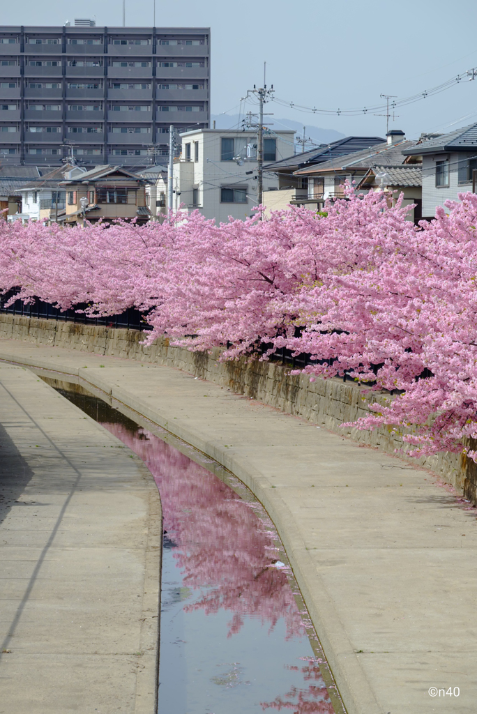 淀河津桜