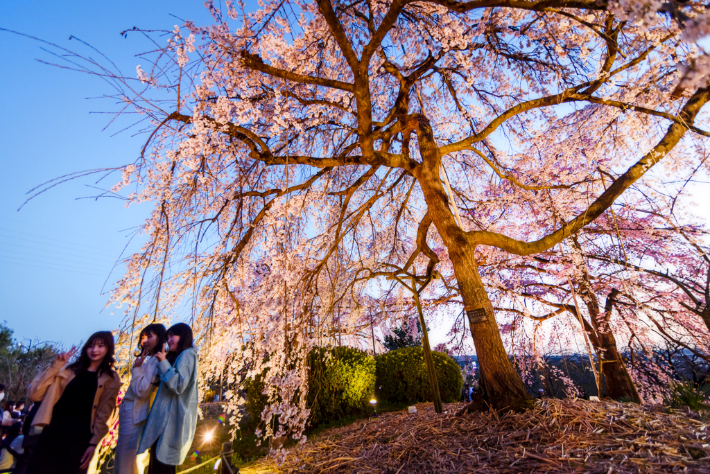 宇治市植物公園