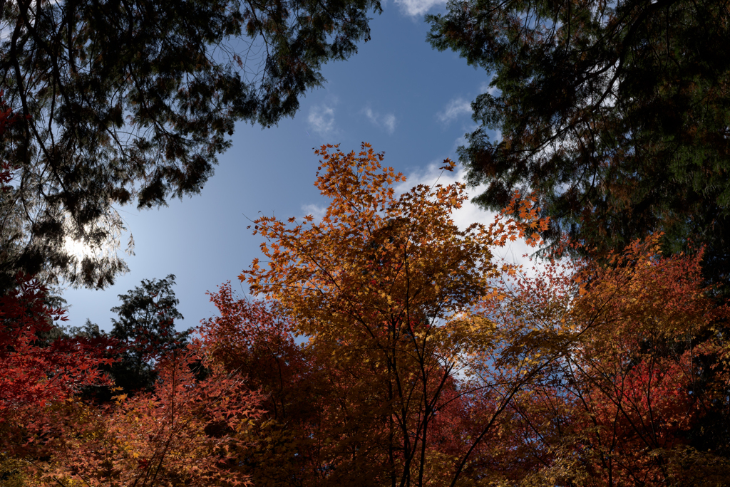 頭上の紅葉