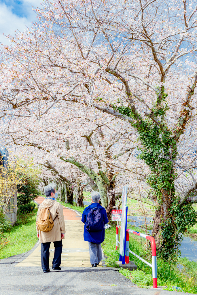 桜並木