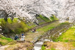 桜の下