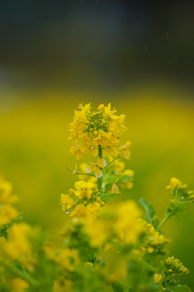 菜の花