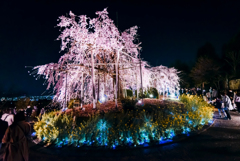 枝垂れ桜の全景