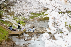 桜の下
